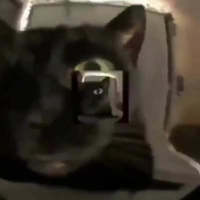 spunchbob