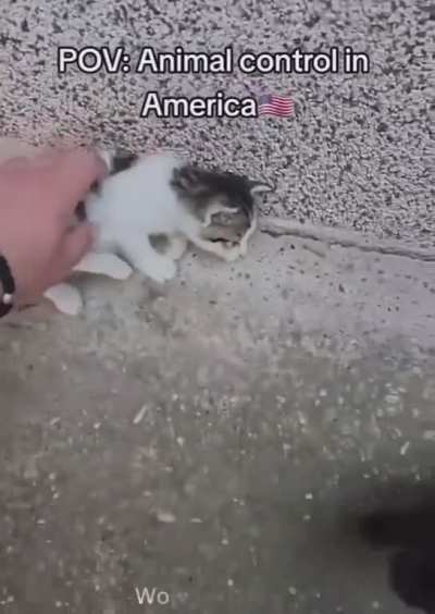 🇺🇸
