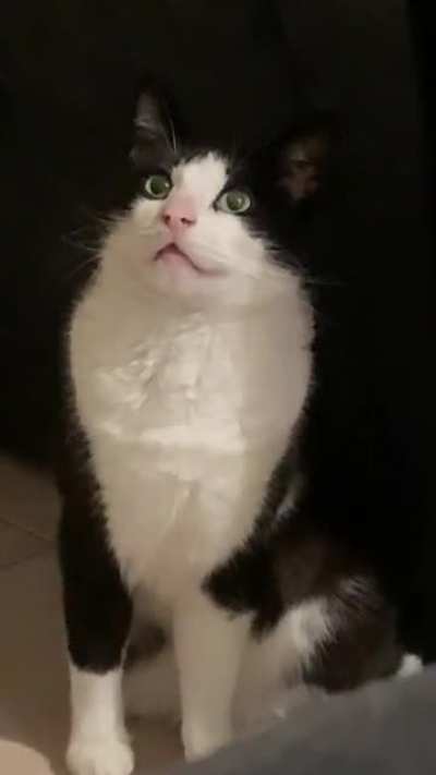 Cat&rsquo;s broken. There was nothing on the wall so I&rsquo;m convinced he can see ghosts.