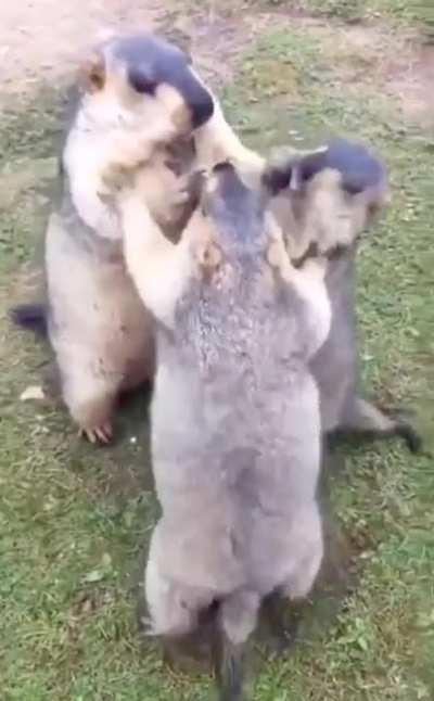 This Marmot stealing the foods because he&rsquo;s bigger than his siblings