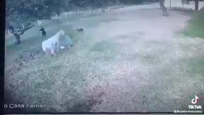 Horse attacking its trainer