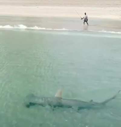 Hammerhead shark swimming by a fisherman