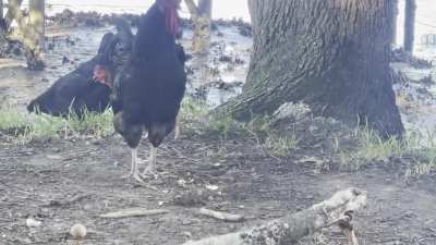Many don&rsquo;t know, but when roosters find food, they call the hens, pick up and drop pieces for the hens, and won&rsquo;t eat until all hens have had some