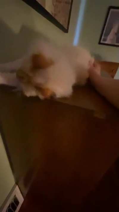 Screamy blep monster enjoys pets