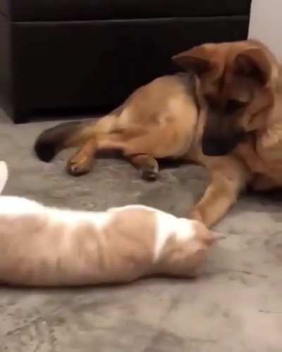 Doing his job