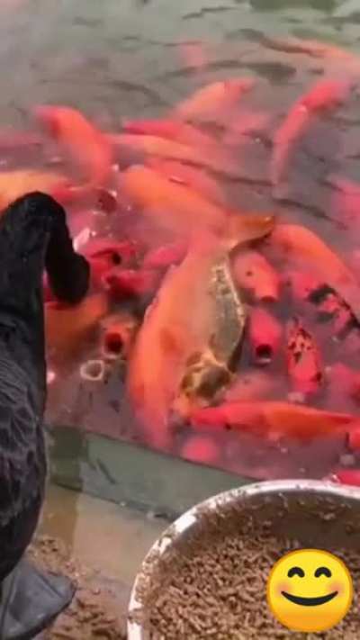 Swan feeding the fish