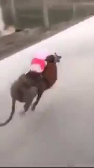 SASAGEYO SASAGEYO!!