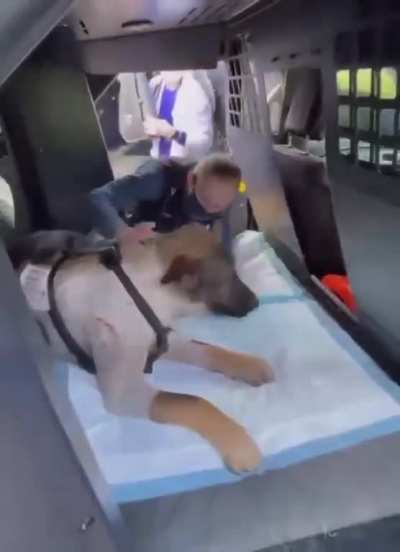 Arlo is a police K-9 who was shot while on duty and had to undergo neurosurgery to remove a bullet lodged near his spine. When he was finally released, he was given a true hero&rsquo;s welcome home!