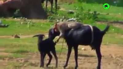Meanwhile in Macedonia