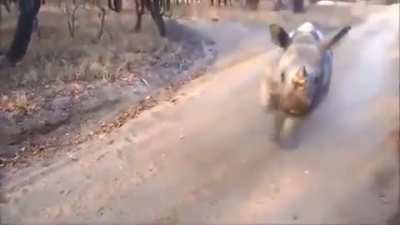🔥 This Rhino Became Friends With A Sheep And Imitates Him.