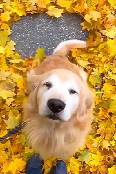Goldie is happy