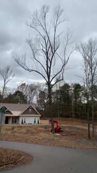 Dead tree completely falls apart when it hits asphalt.