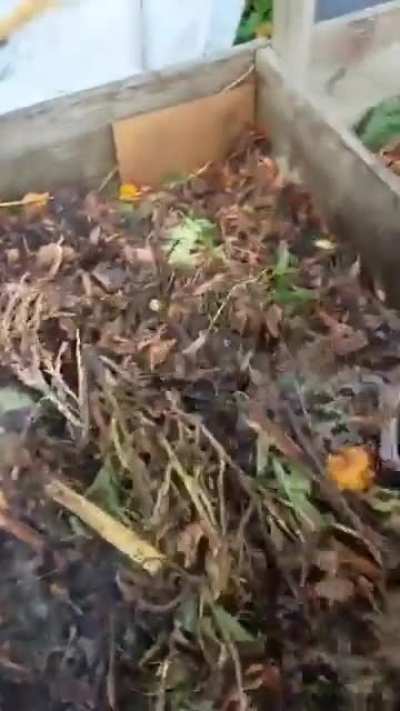 A bit of steam in the autumn pile.