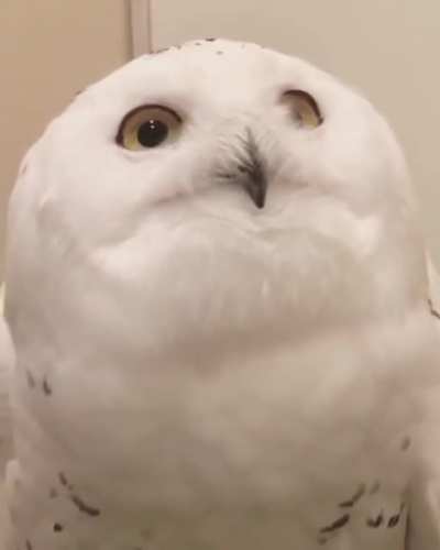 Superb snowy owl checks out the camera.