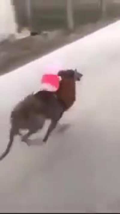 SASAGEYO SASAGEYO