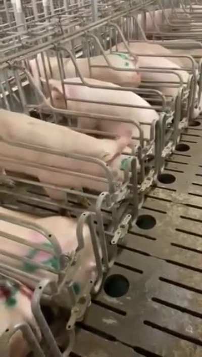 Genius pig escapes from cage in factory farm