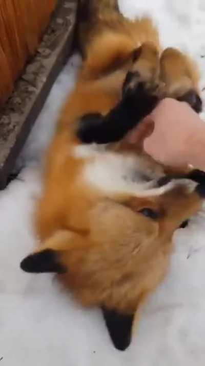 humaN maKEs The MIstaKe Of bOOpinG A FOx