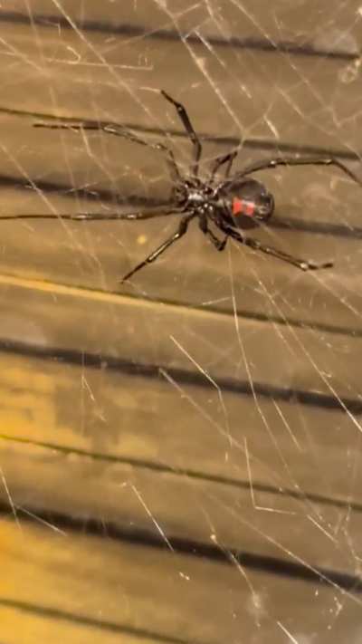 I’ve kept this spider as a pet for 2 months now but don’t know what it is 🤣 looks cool tho ! Found in CA