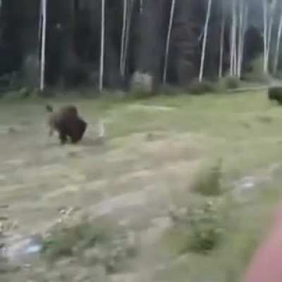Dog attacks bison, then immediately regrets it.