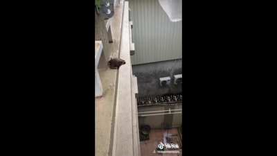 Rip Frog