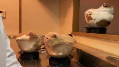 Bowls O&rsquo; Cats