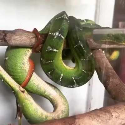 Boa giving birth