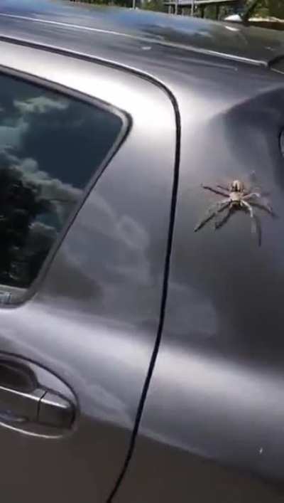 Spider be gone