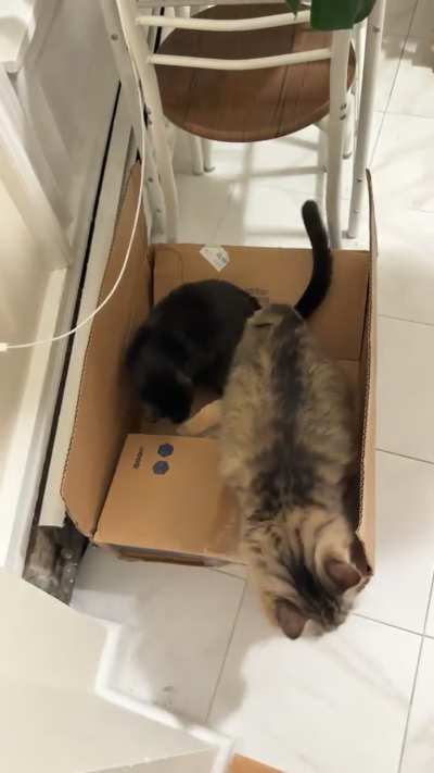 He&rsquo;s new to boxes