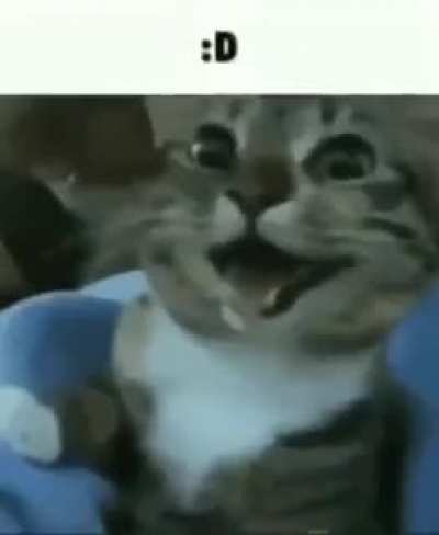 Cat :D