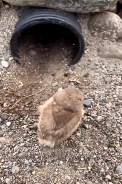 Wildlife conservationist placing baby owls back in their burrow.