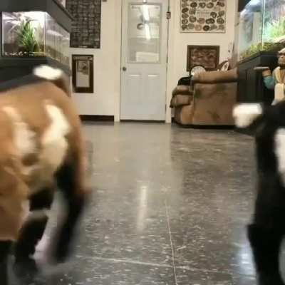 Happy bouncy baby goats.