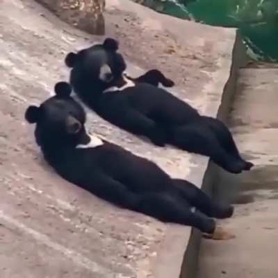 Two sun bears relaxing