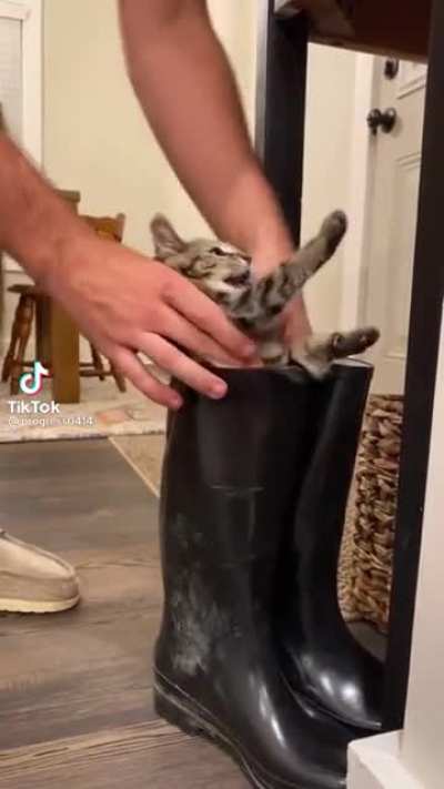 Puss in boots