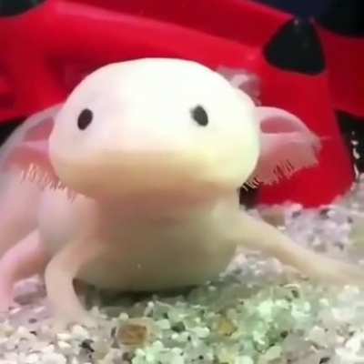 Aww
