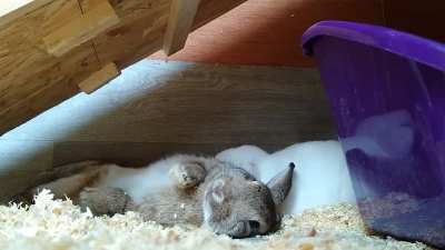 Hot summer flop