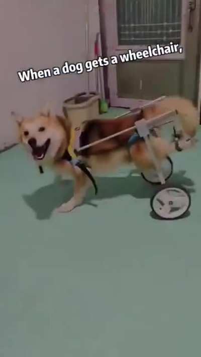 When a dog gets a wheelchair