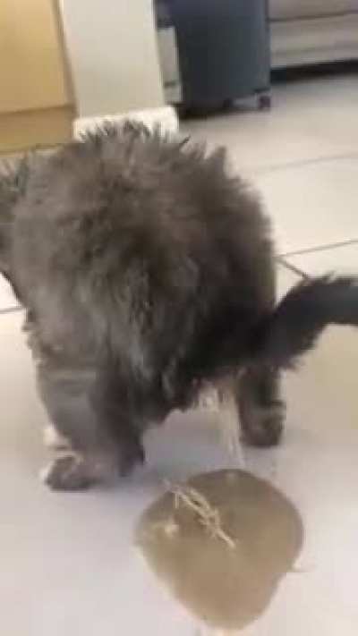 &deg;___&deg;