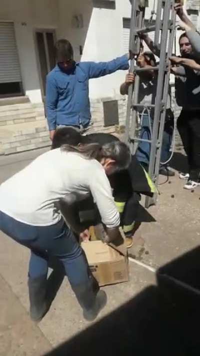 Rescate felino