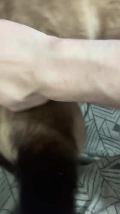 Mira likes a good bongo after being brushed.