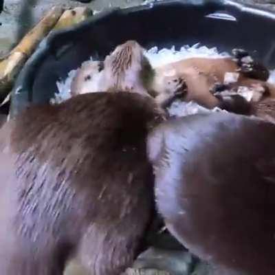 Have an ice day (Oregon zoo)