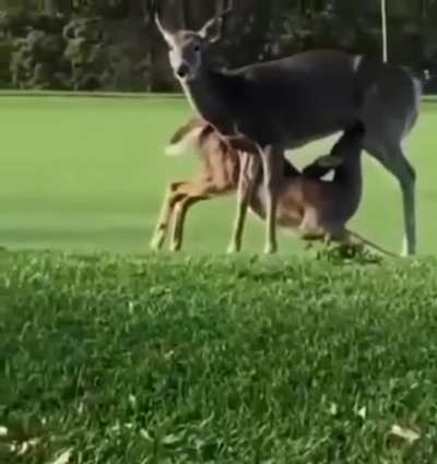 Golfing rule