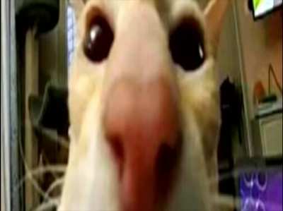 _