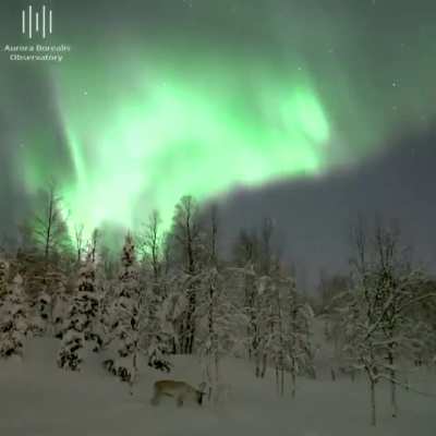 🔥 Winter nights in the mountains of Norway 🔥