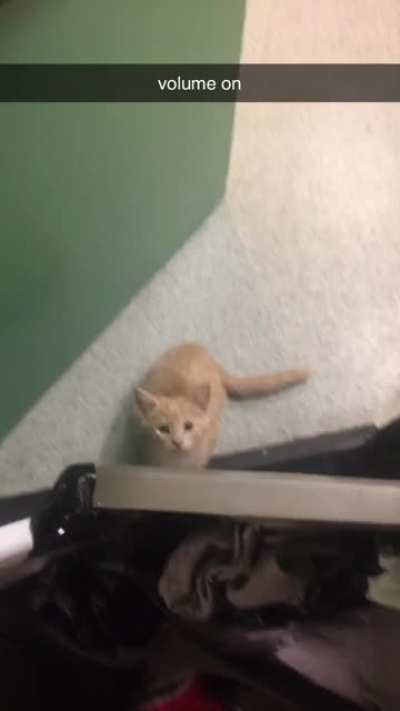 a year ago today when i fostered this little Goblin kitten