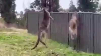 WWE Australia