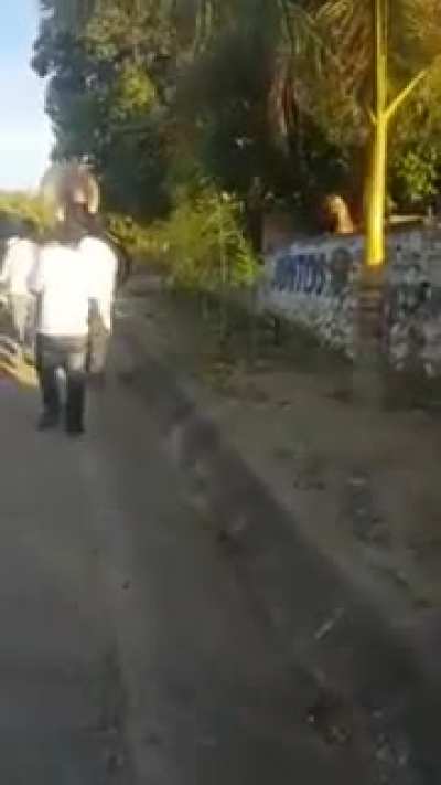 cachorro maestro