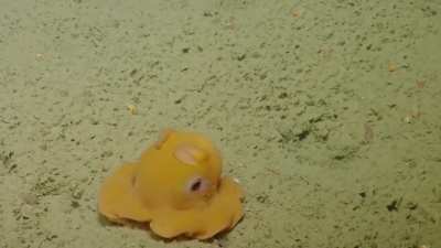 The Dumbo Octopus, the deepest living octopuses known, with some specimens captured or observed in hadal depths.