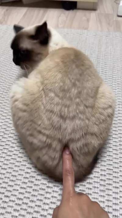 Does your cat have this "button" to activate the cuddle mode?