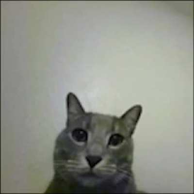 feline