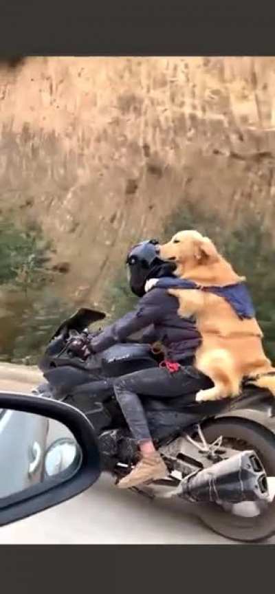 Bringing the dog home for Chinese New Year&hellip;